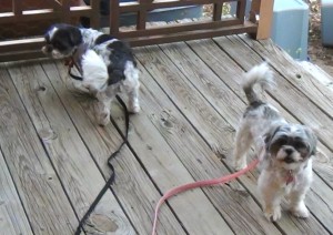 Flower and Dottie aren't sure what it means when we put the leash on them.